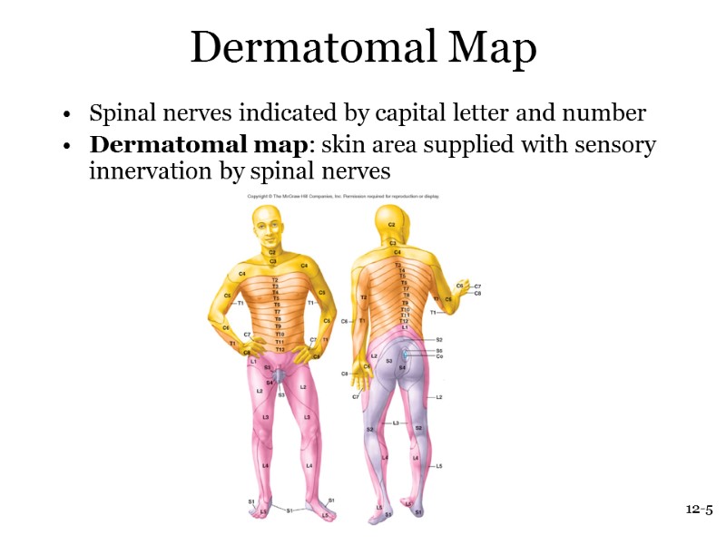 12-5 Dermatomal Map Spinal nerves indicated by capital letter and number Dermatomal map: skin